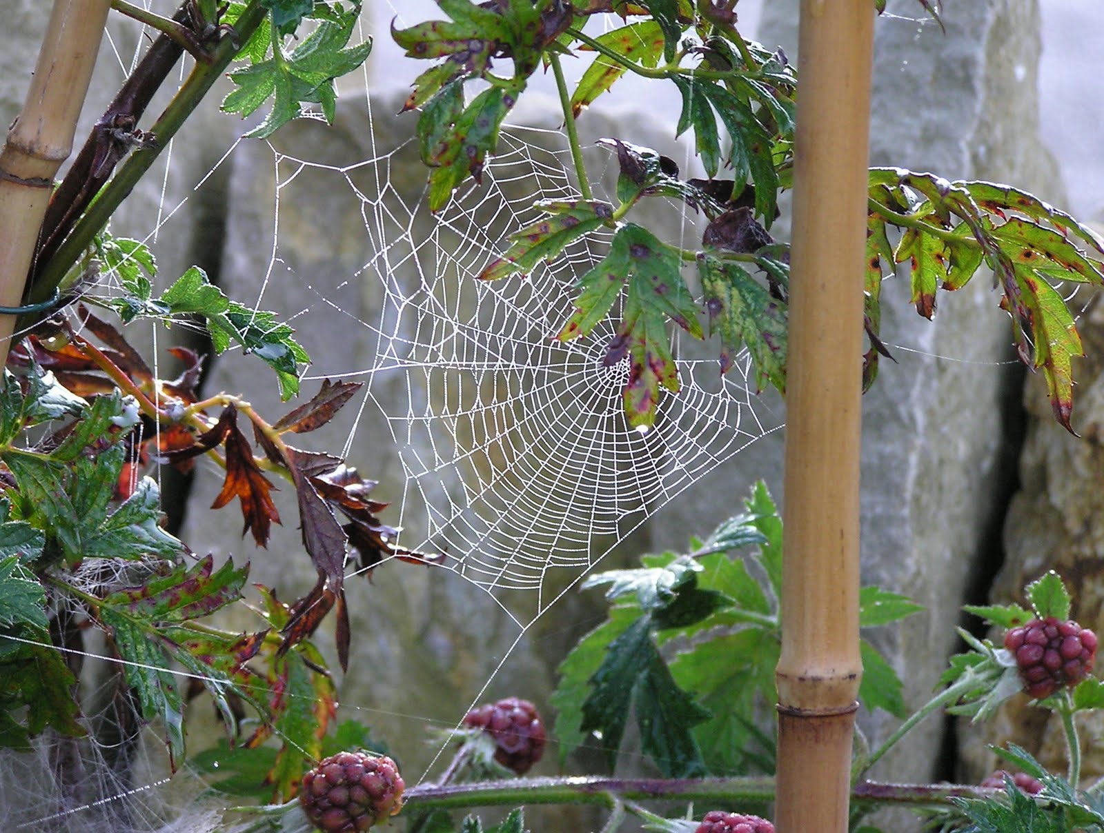 RURAL VILLAGER Cobwebs in the wrong place
