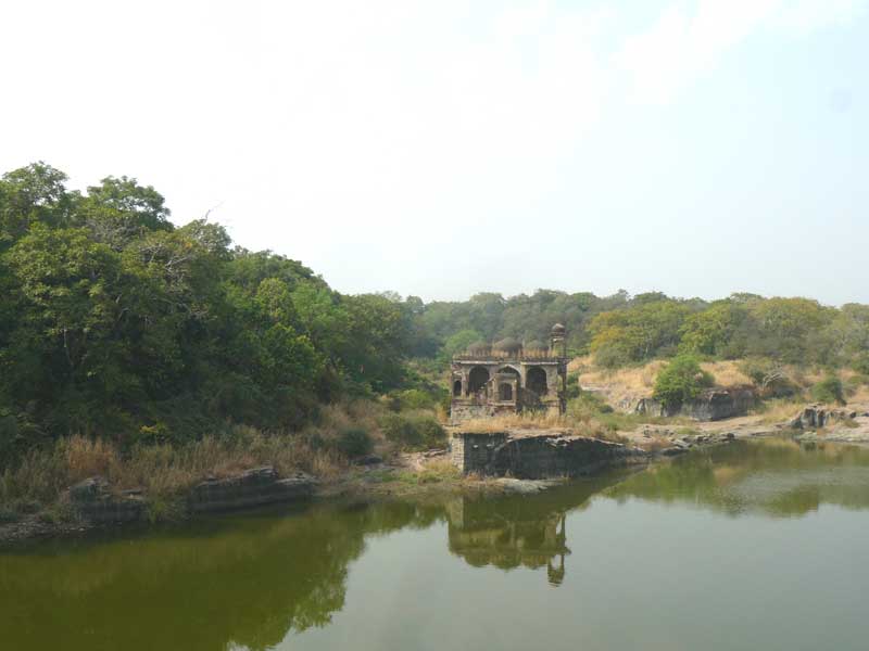 Just About Everything Ranthambore National Park Rajasthan India bada-talab-of-bhopal-pixahive