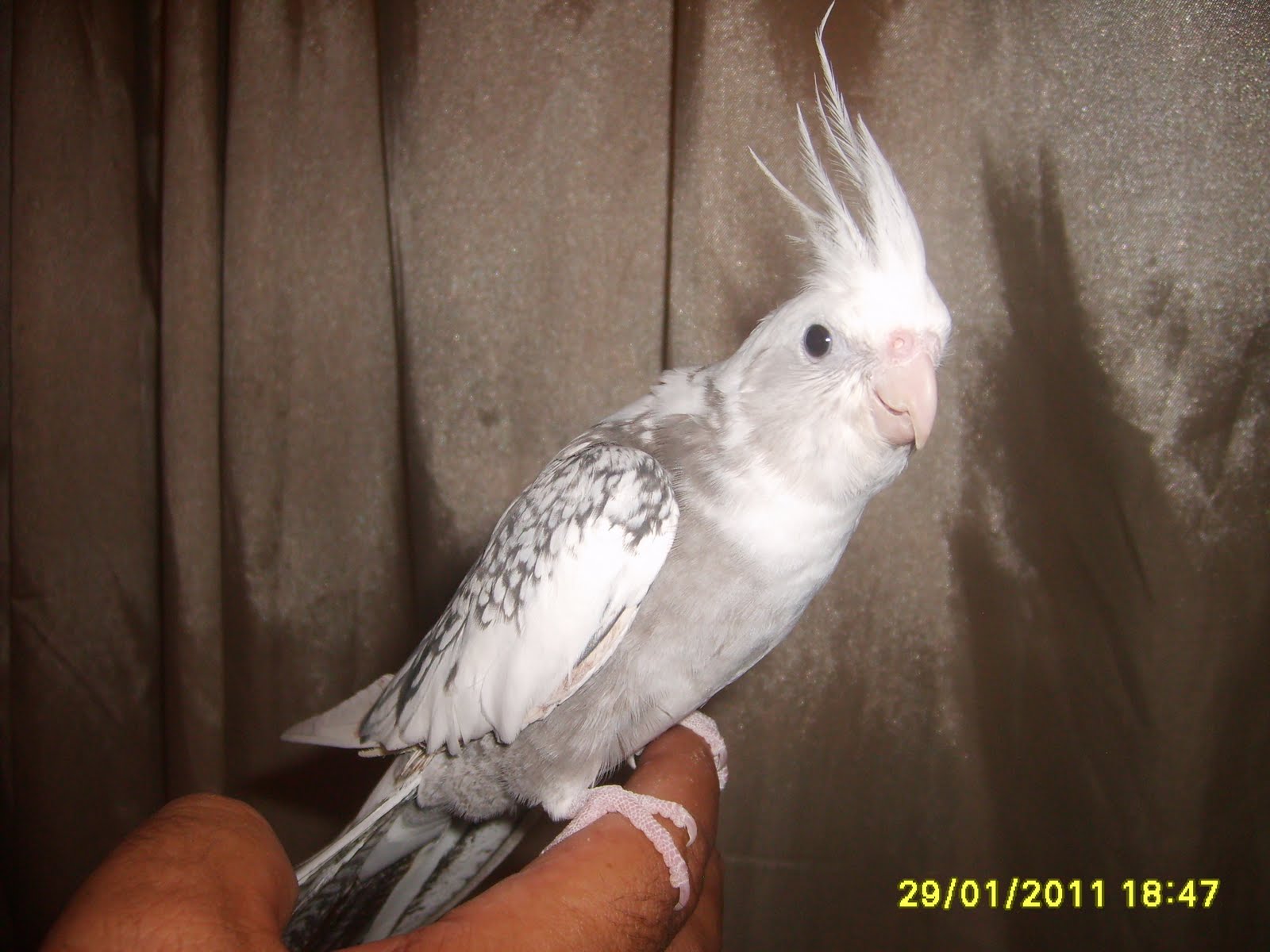Calopsitas Araraquara