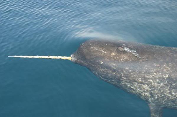 My Temple Of Nature Notable Narwhals My Temple Of Nature Notable Narwhals