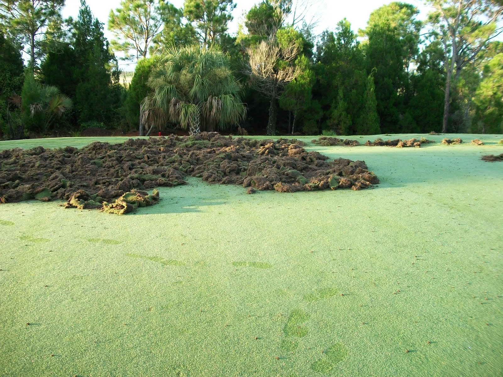 International Golf Maintenance Inc IGM: Wild Hogs Damage Sebastian