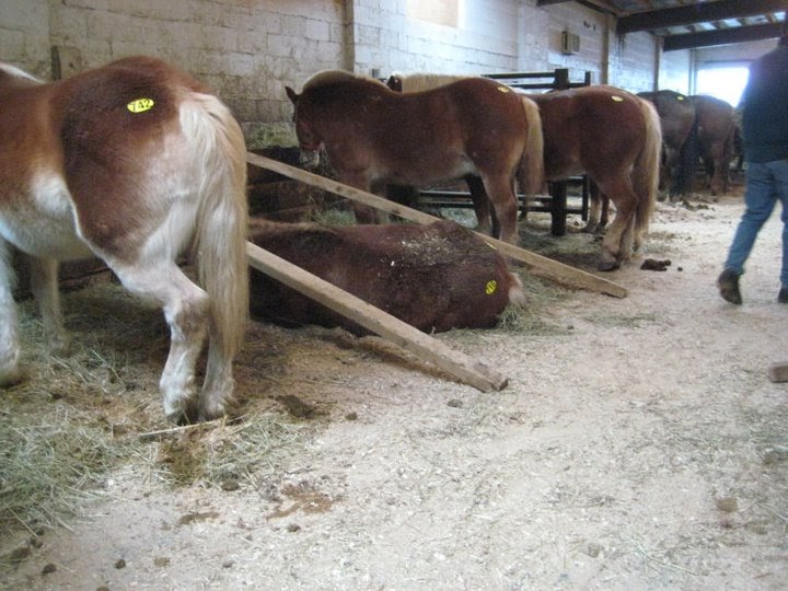 Sage's Blog Another Tale from New Holland