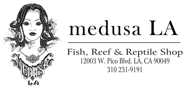 Medusa LA