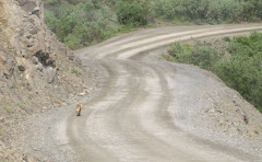 A fox crosses the road in Denali