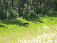 First of many bears we saw near the road