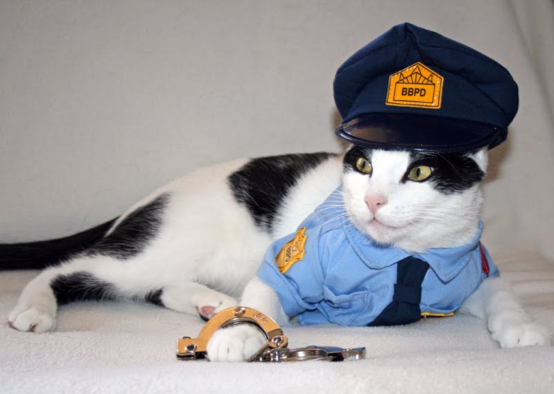 Cat In Uniform 61