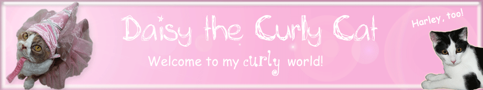 Daisy the Curly Cat