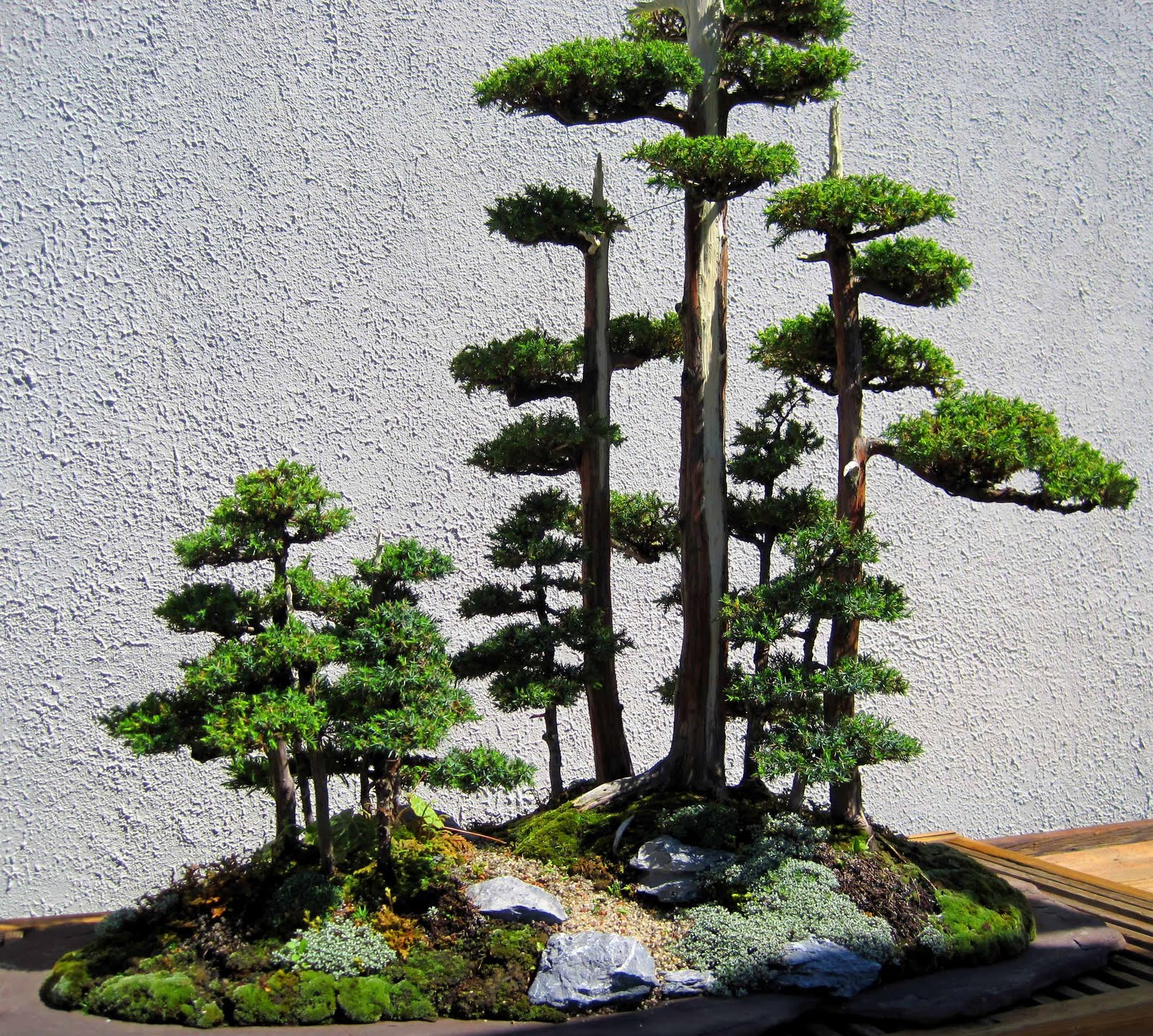 architect designâ¢: Bonsai Garden