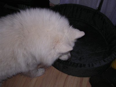 [hundekorb-klein.jpg]