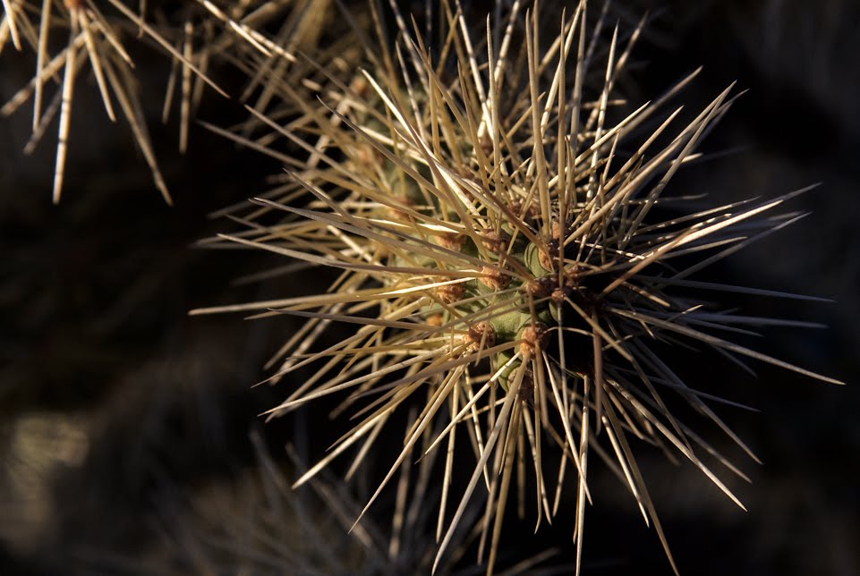 1.0E9 Jumping Cactus