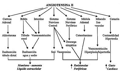 Cómo la presión arterial es regulada por el sistema renina-angiotensina Cómo la presión arterial es regulada por el sistema renina-angiotensina