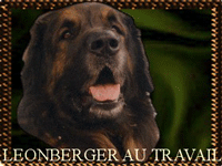 Leonberg au travail