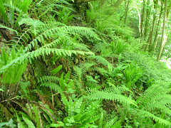 Grove Wood ferns