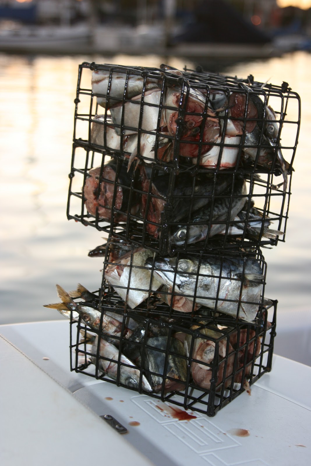 Dan's Journal Bait for Lobster fishing