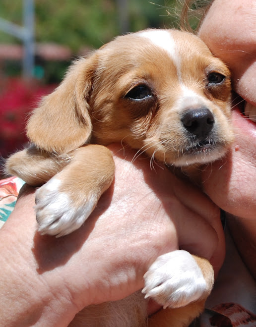 Sunny finds a Home - Mission Inn, Riverside, CA