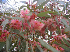 Flowering red gum