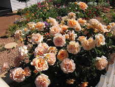 Roses in full bloom