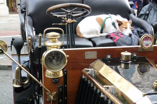 Dog sleeping on the seat of a veteran car