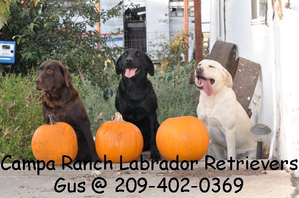 Campa Ranch Labs