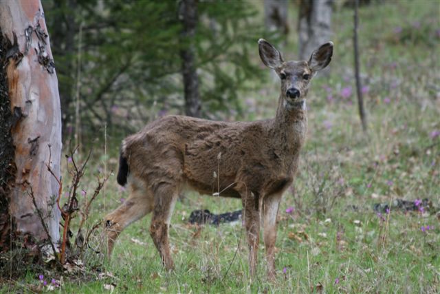 [ourdeer.jpg]