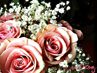 imagini trandafiri diverse culori