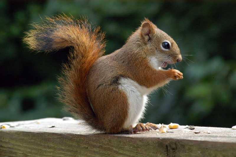A Blog From The Bog: Yay! The Red Squirrel is Back!