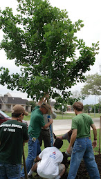 Greening the Church