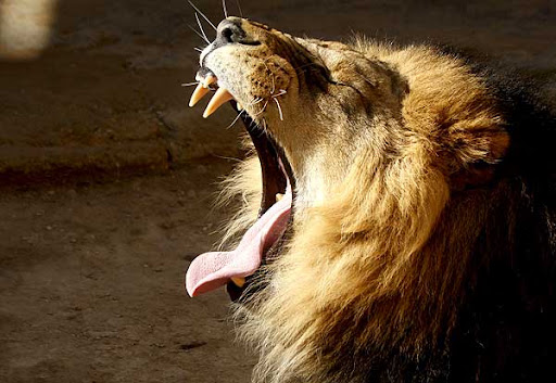 león%20bostezando.jpg