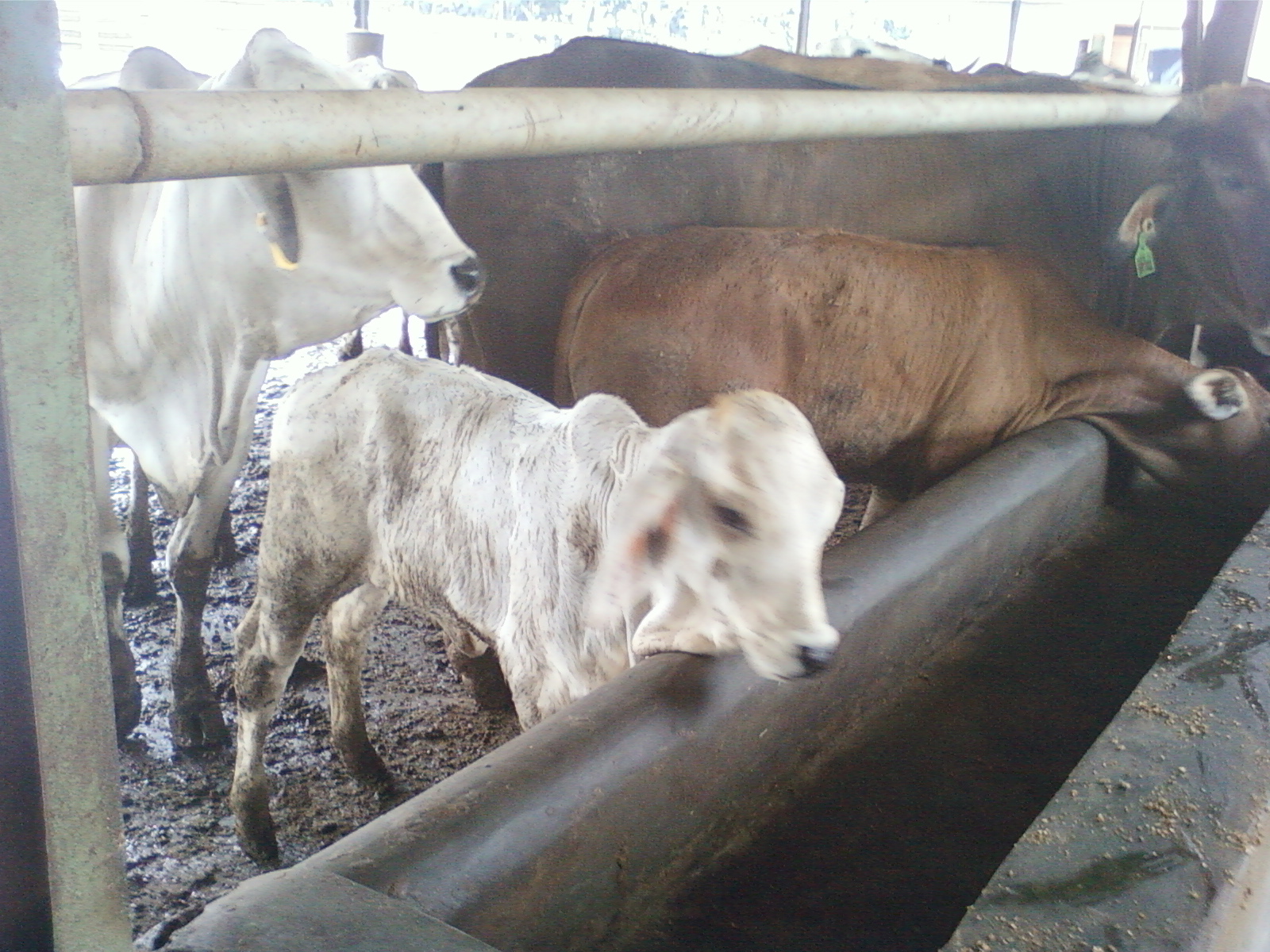 Sistem Perkawinan Sapi