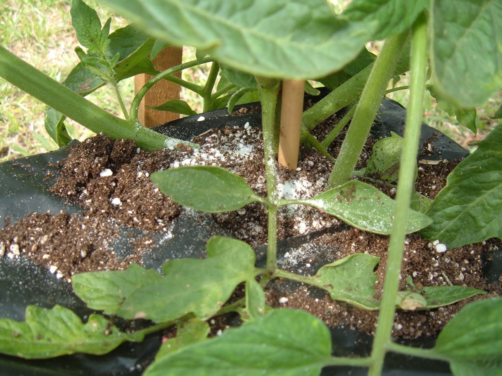 Ants in tomato plants