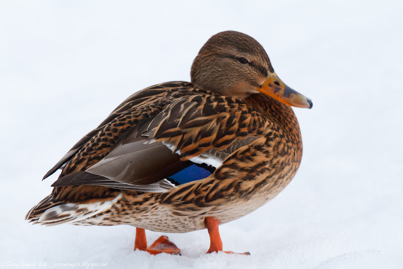 Göran Bength foto Änder, Vattenparken, Kupolen, Borlänge