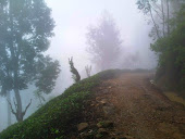 misty hill side road