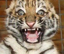 [insane-tiger.jpg]