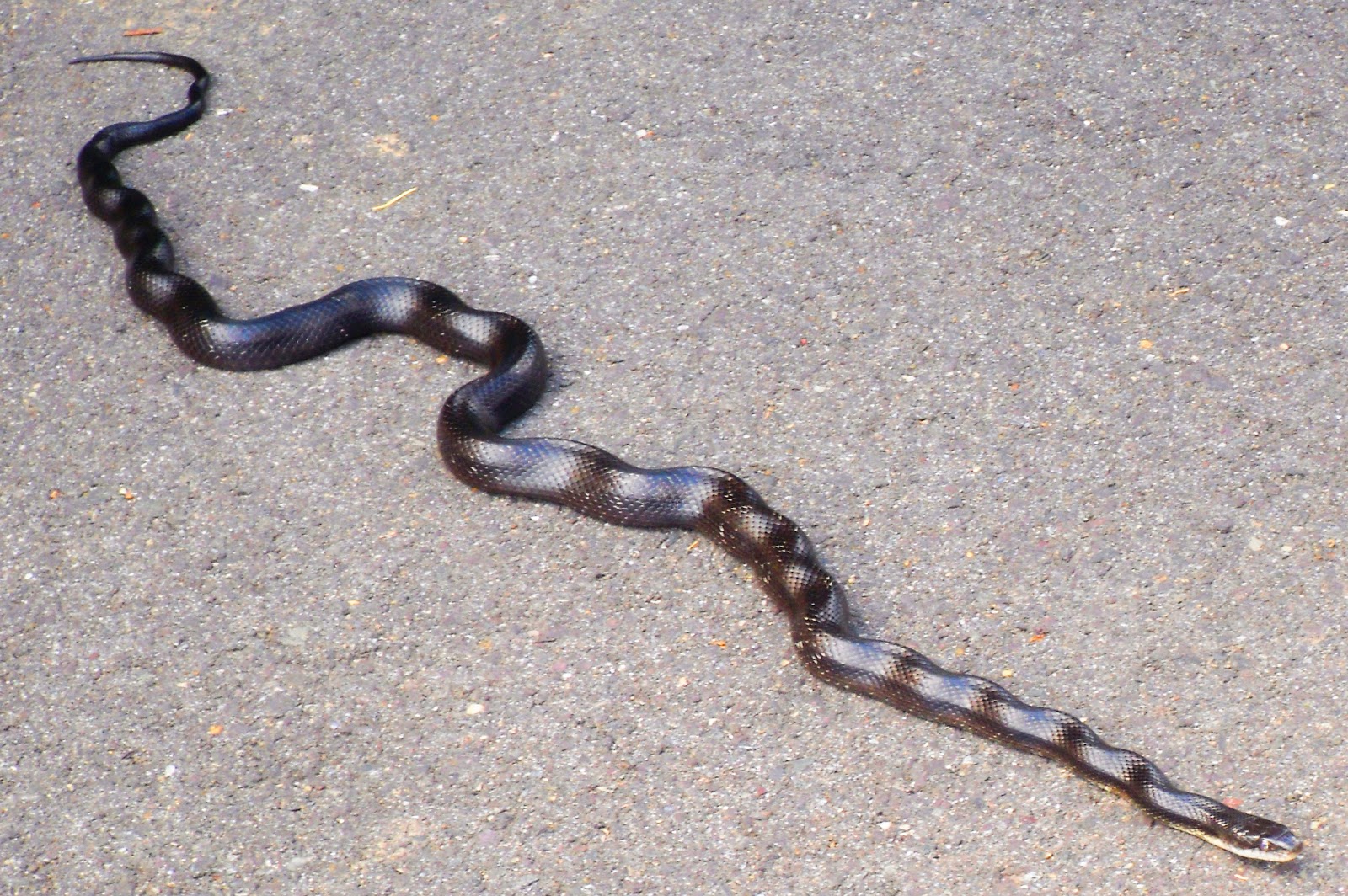 Culpeper Virginia Guilty Black Snake in Culpeper?