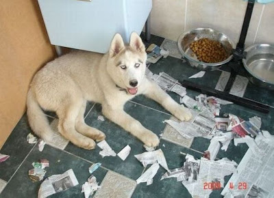 Kate Middleton Hot Husky Good Friends But Not For Your Apartment That Came Into Contact With Europeans Who Made Early Expeditions Their Lands The Most Common Huskies Are Siberian Husky And Alaskan