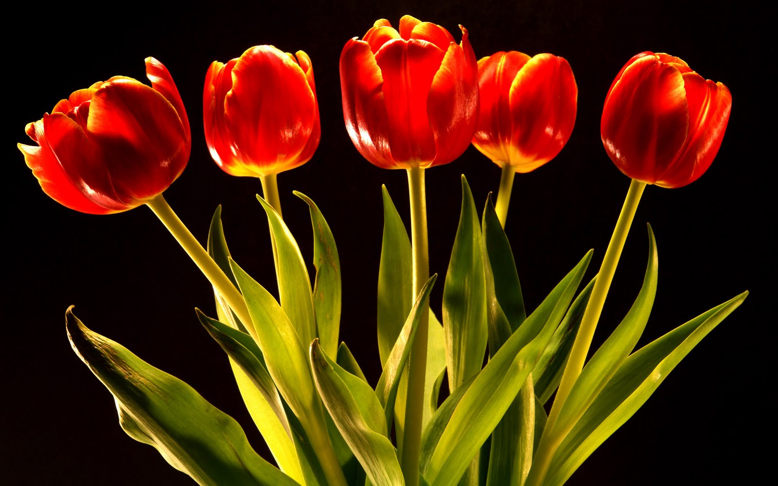 Tulips Wallpapers | HD Wallpapers