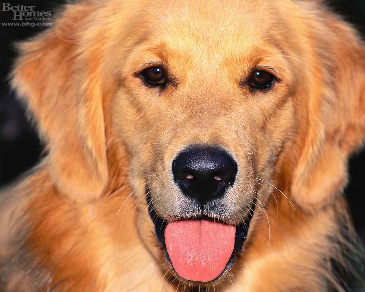 Joey'sBlog: Golden Retrievers