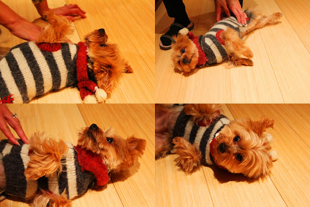 Yorkshire Terrier in Sweater