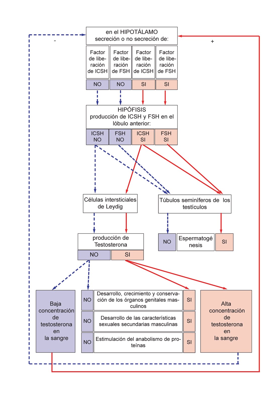 LA BOLSA ROJA: 006_ENDOCRINO.Control hormonal