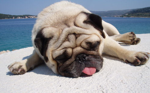 Monsieur Fischer Juli 2010