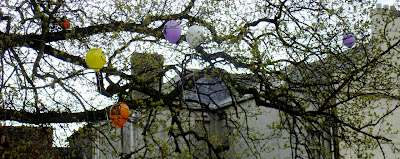 Balloons stuck up trees in Lisburn's Castle Gardens