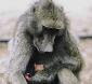 CARE - Baboon Conservation in South Africa