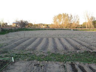 Mi huerto ecológico 1