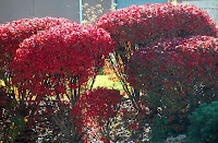 Autumn season red bush leaves