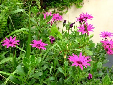 [04_flores_roxas_2.jpg]