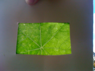 creative writing description of a leaf