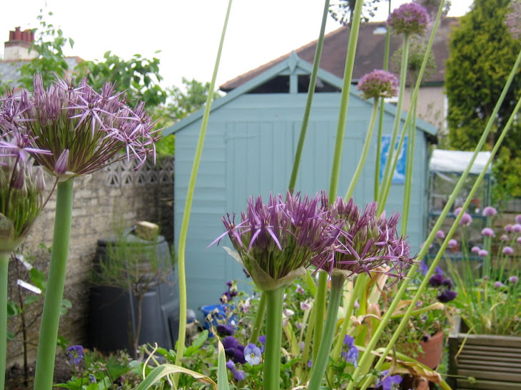 Aliums & Shed