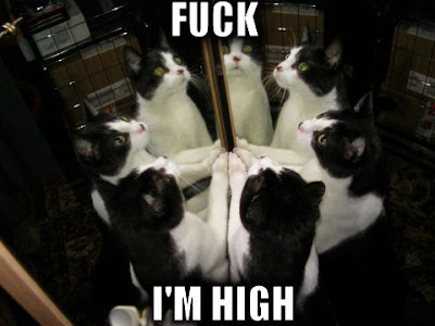 high+fyalb.jpg
