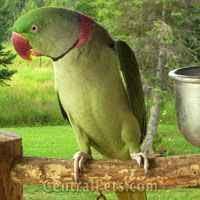 Bazza's Bird Pictures