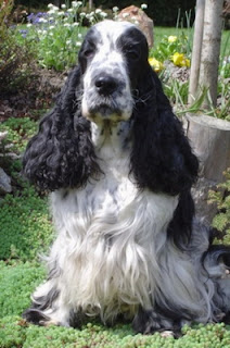 zwierzaki: COCKER SPANIEL ANGIELSKI